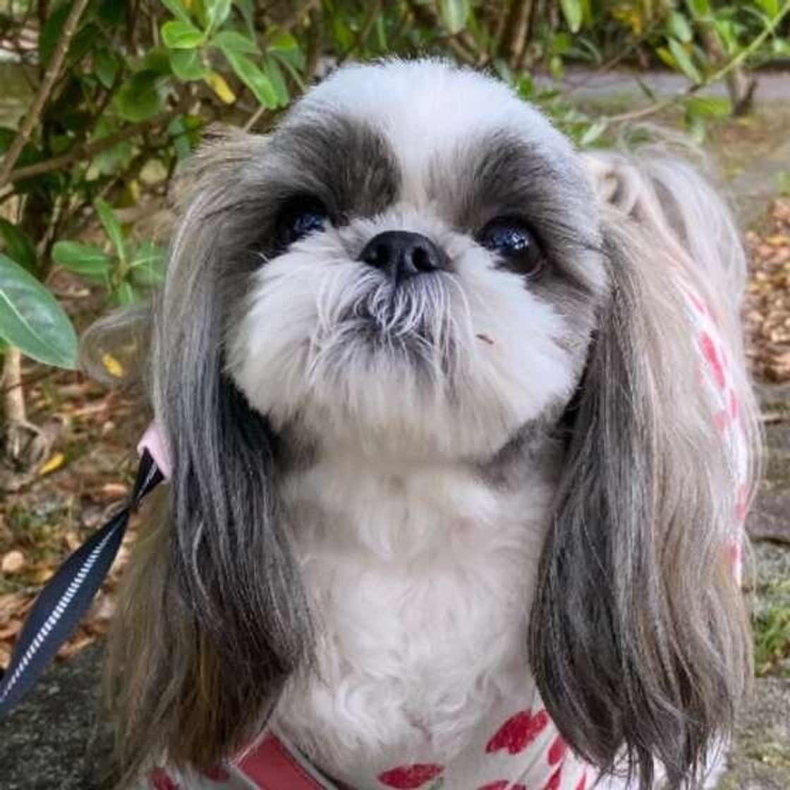 花火 雷 犬の 苦手な音 は身近に 飼い主さんの対処法を紹介 いぬのきもちweb Magazine 花火 雷 犬の 苦手な音 は身近に 飼い主さんの対処法を紹介 いぬのきもちweb Magazine