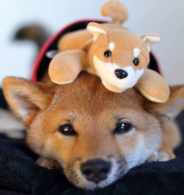 柴犬のりなちゃん