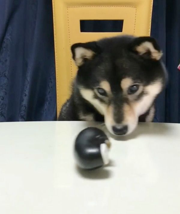 おやつが欲しい豆柴