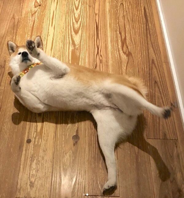 不思議なポーズをするさくちゃん