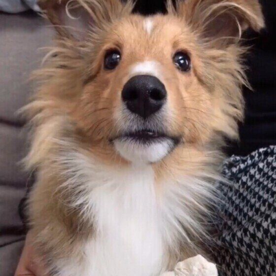 シェットランド・シープドッグのシエルくん