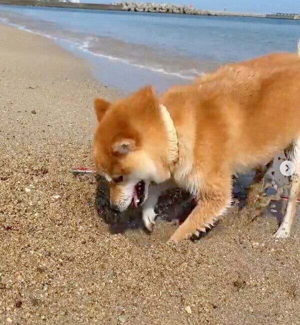 砂を掘るコロちゃん