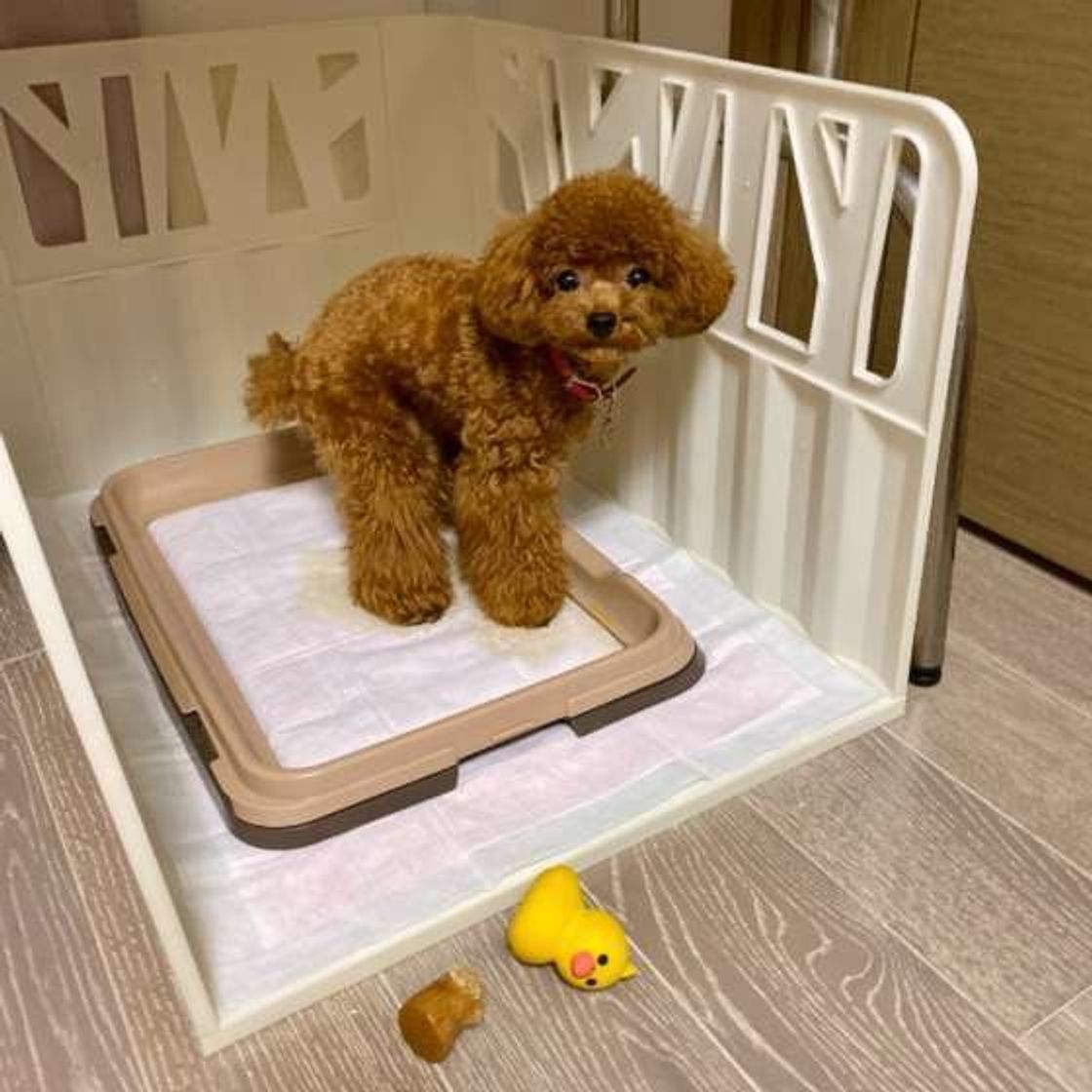 獣医師監修 犬の便秘に注意 ウンチのトラブルは下痢だけじゃない いぬのきもちweb Magazine 獣医師監修 犬の便秘に注意 ウンチのトラブルは下痢だけじゃない いぬのきもちweb Magazine