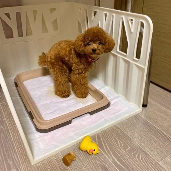 獣医師監修:犬の便秘に注意!ウンチのトラブルは下痢だけじゃない