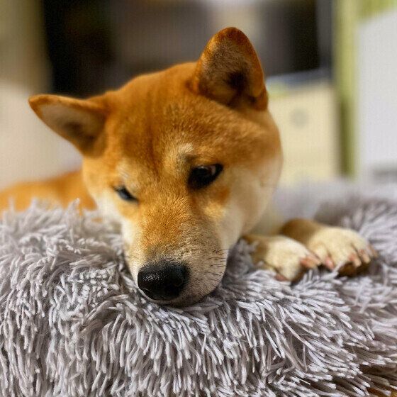 退屈そうな顔をするこむぎちゃん