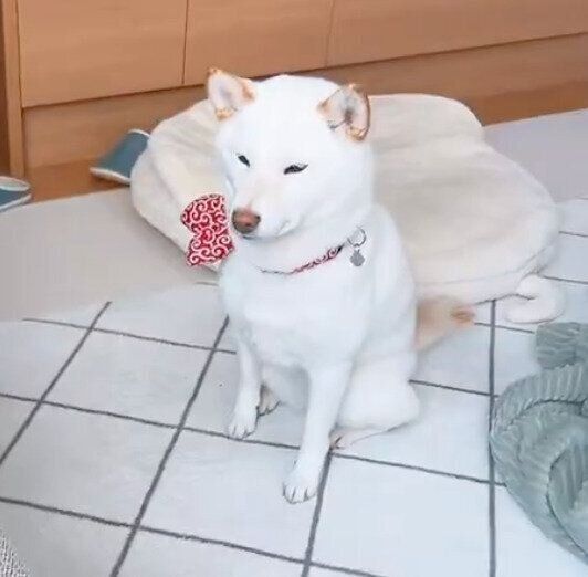 ハーネスをつけるための罠だと察しているおもちちゃん