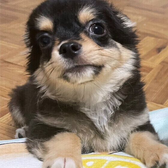 チワワのエースくん