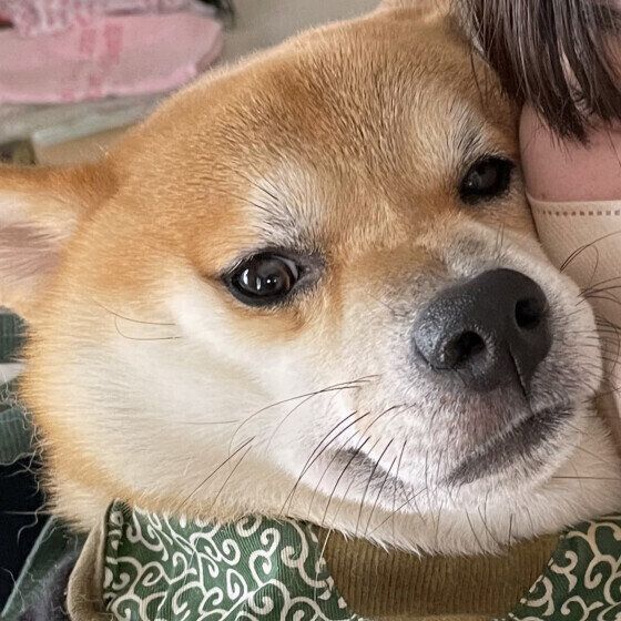 犬の体に負担をかける抱き方がある？ 注意したい犬の抱っこの仕方とは いぬのきもち