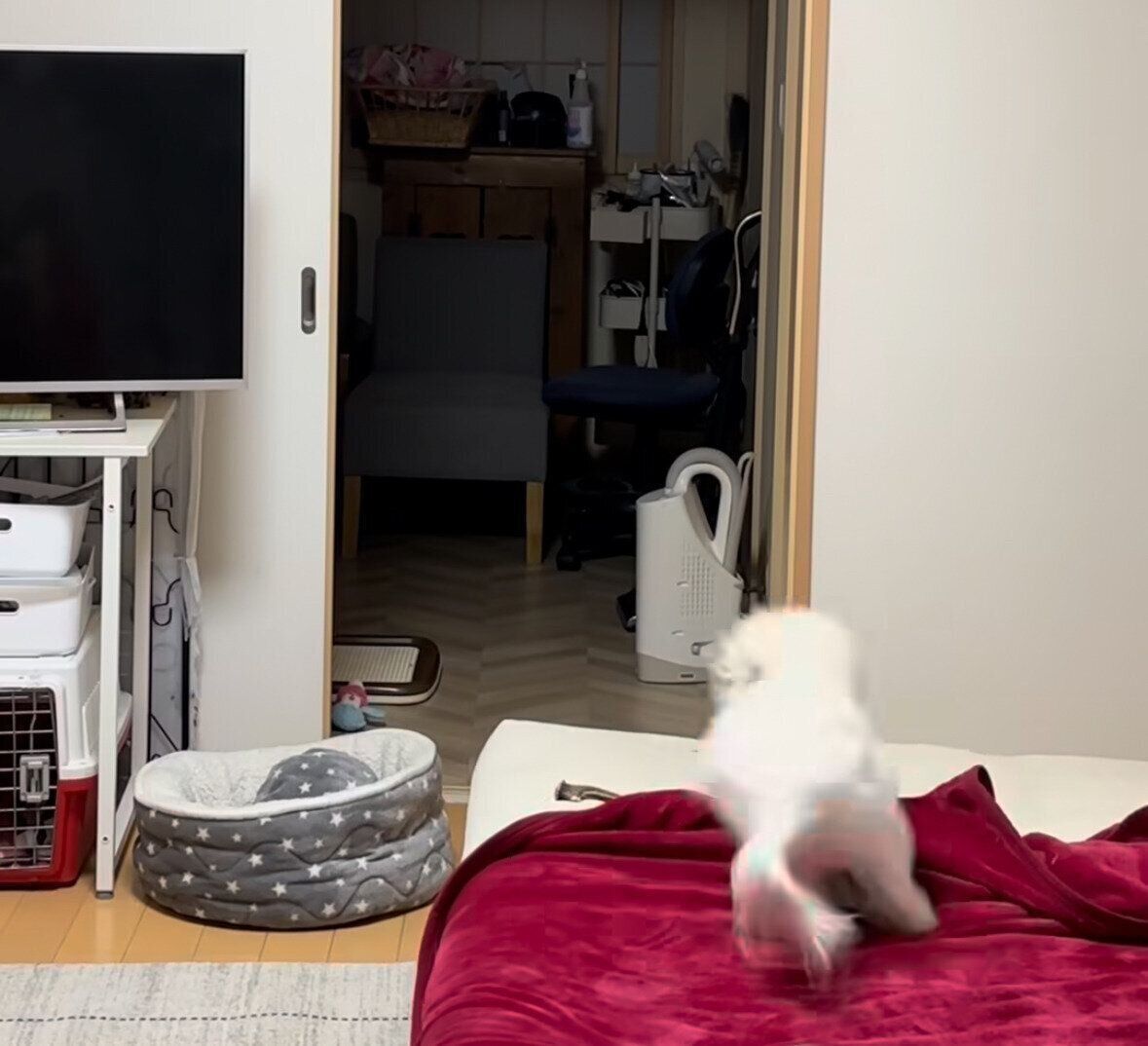 ダッシュで逃げるメルちゃん