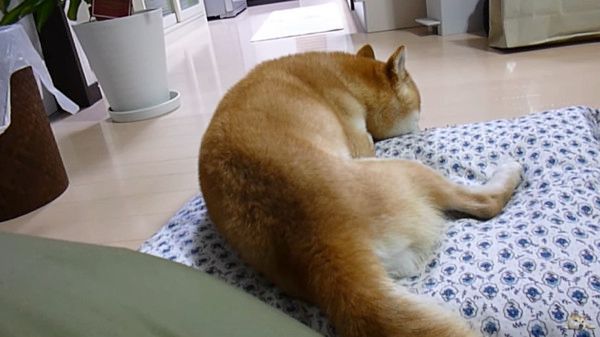 散歩の言葉に反応する柴犬