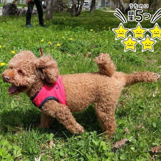 トイ・プードルのぶーくん