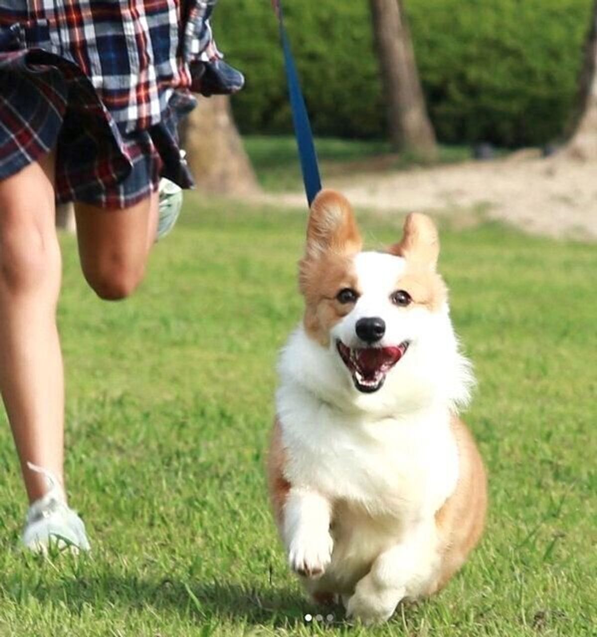 1才で繁殖犬を引退したコーギー 新しい家族と出会い 無表情 笑顔が素敵 なコに いぬのきもちweb Magazine 1才で繁殖犬を引退したコーギー 新しい家族と出会い 無表情 笑顔が素敵 なコに いぬのきもちweb Magazine