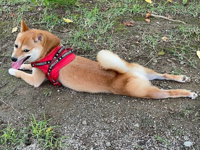 ドッグランを楽しむモコちゃん