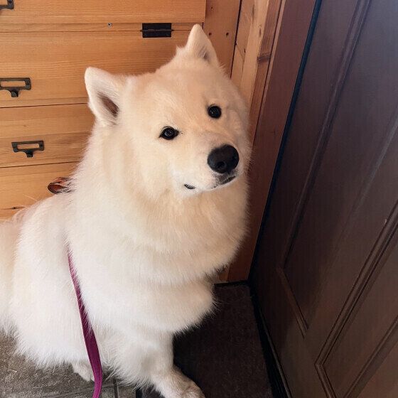 玄関前で待つサモエド