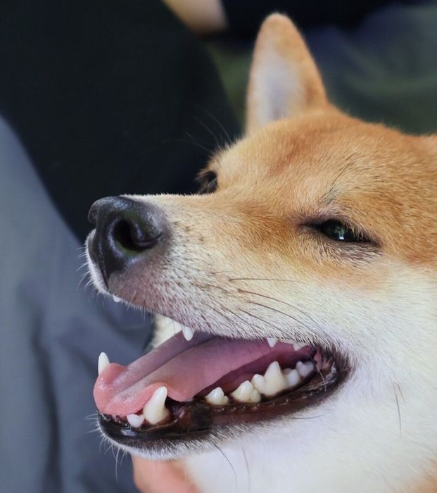 マッサージを堪能するゴンくん