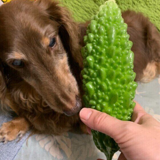 目の前に差し出されたゴーヤに口を寄せているミニチュア・ダックスフンド