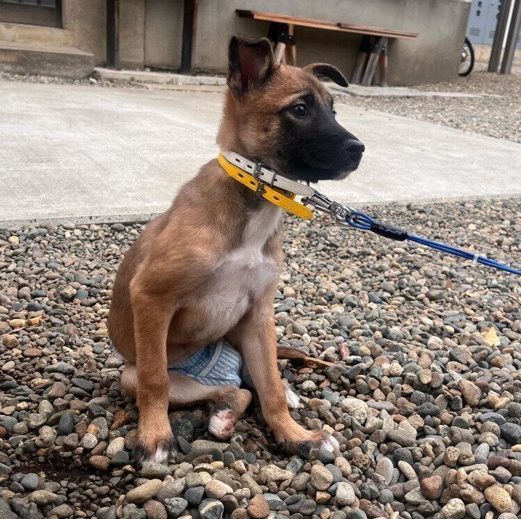 飼い主さんと初めて会ったときの犬（推定生後3カ月）