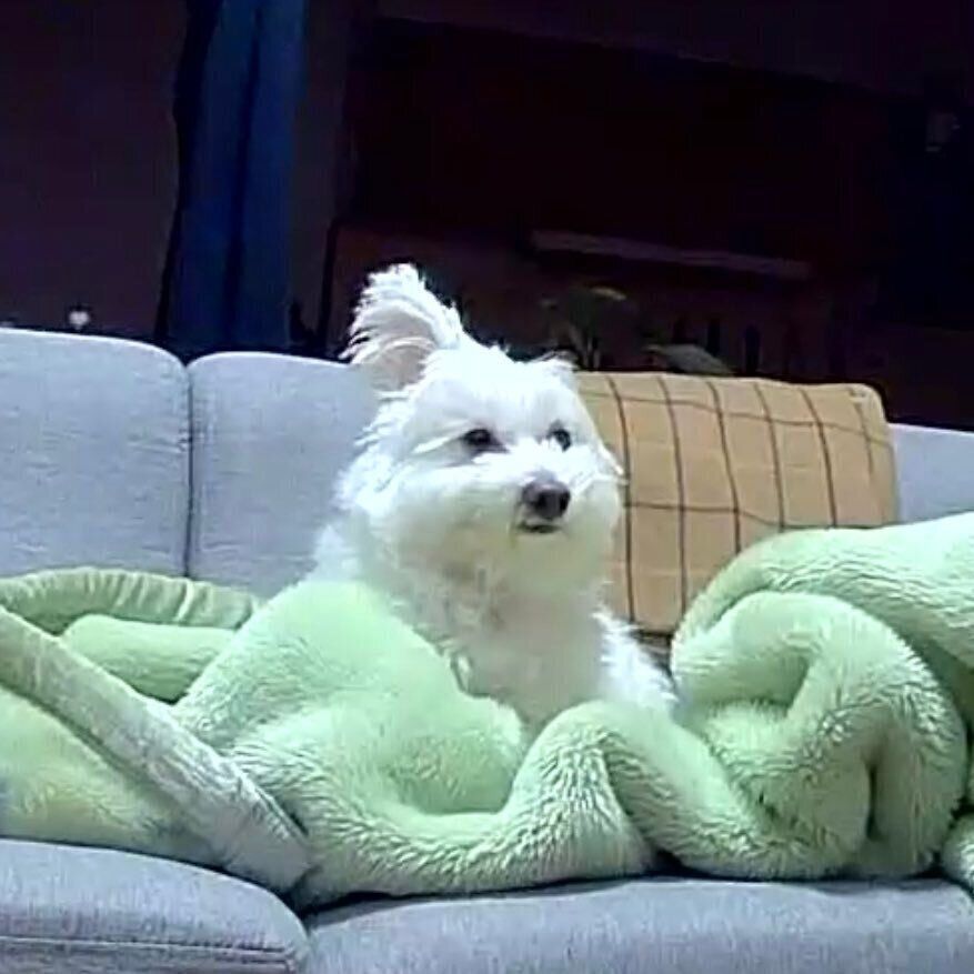 話題になったロキくんの写真