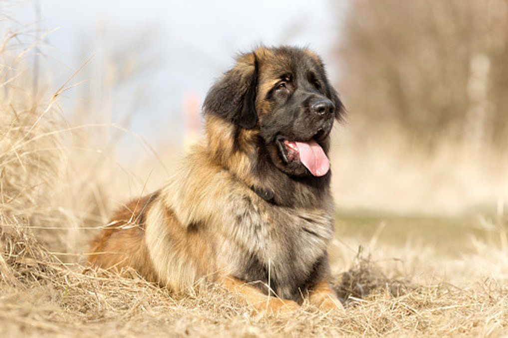 レオンベルガーの特徴と性格 飼い方 価格相場など 犬図鑑 いぬのきもちweb Magazine レオンベルガーの特徴と性格 飼い方 価格相場など 犬図鑑 いぬのきもちweb Magazine