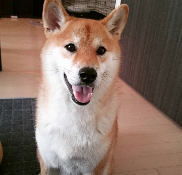 隣で寝ている柴犬