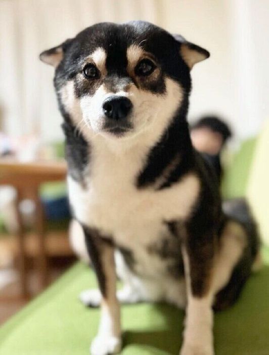 この日もソファで帰りを待つ凛ちゃん