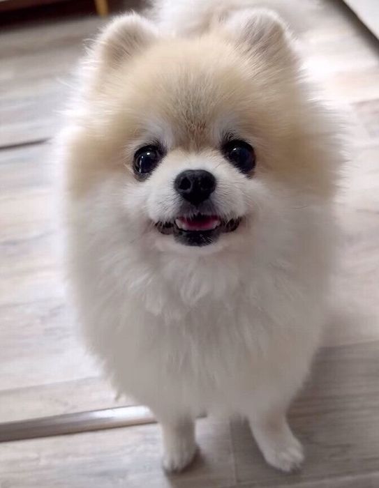 おねだりするみくちゃん