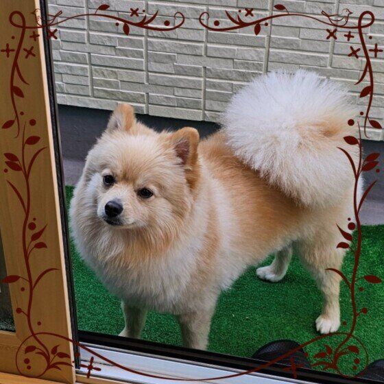 ポメラニアン　横顔ショット