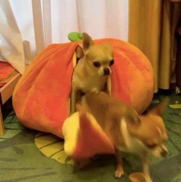 巨大かぼちゃの中にいるワンコたち