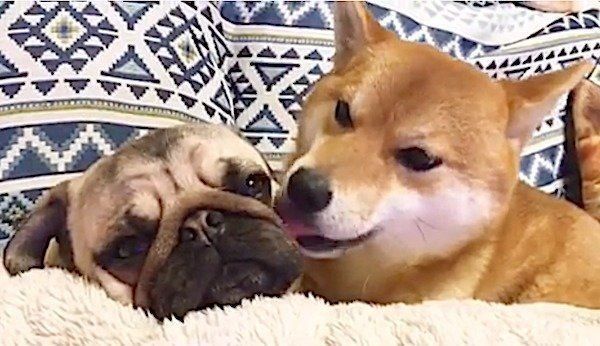 パグに急にデレデレしだす柴犬