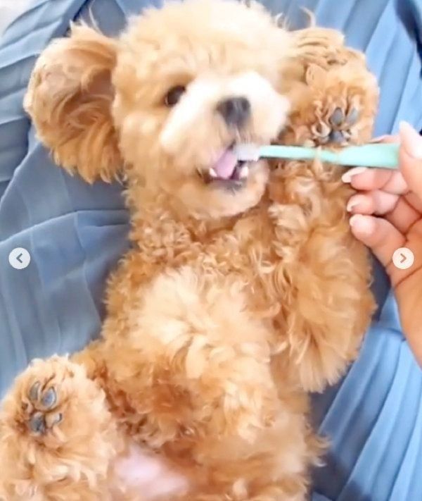 歯磨きするティーカップ・プードル 