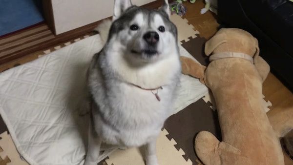 おやつを待つシベリアン・ハスキー