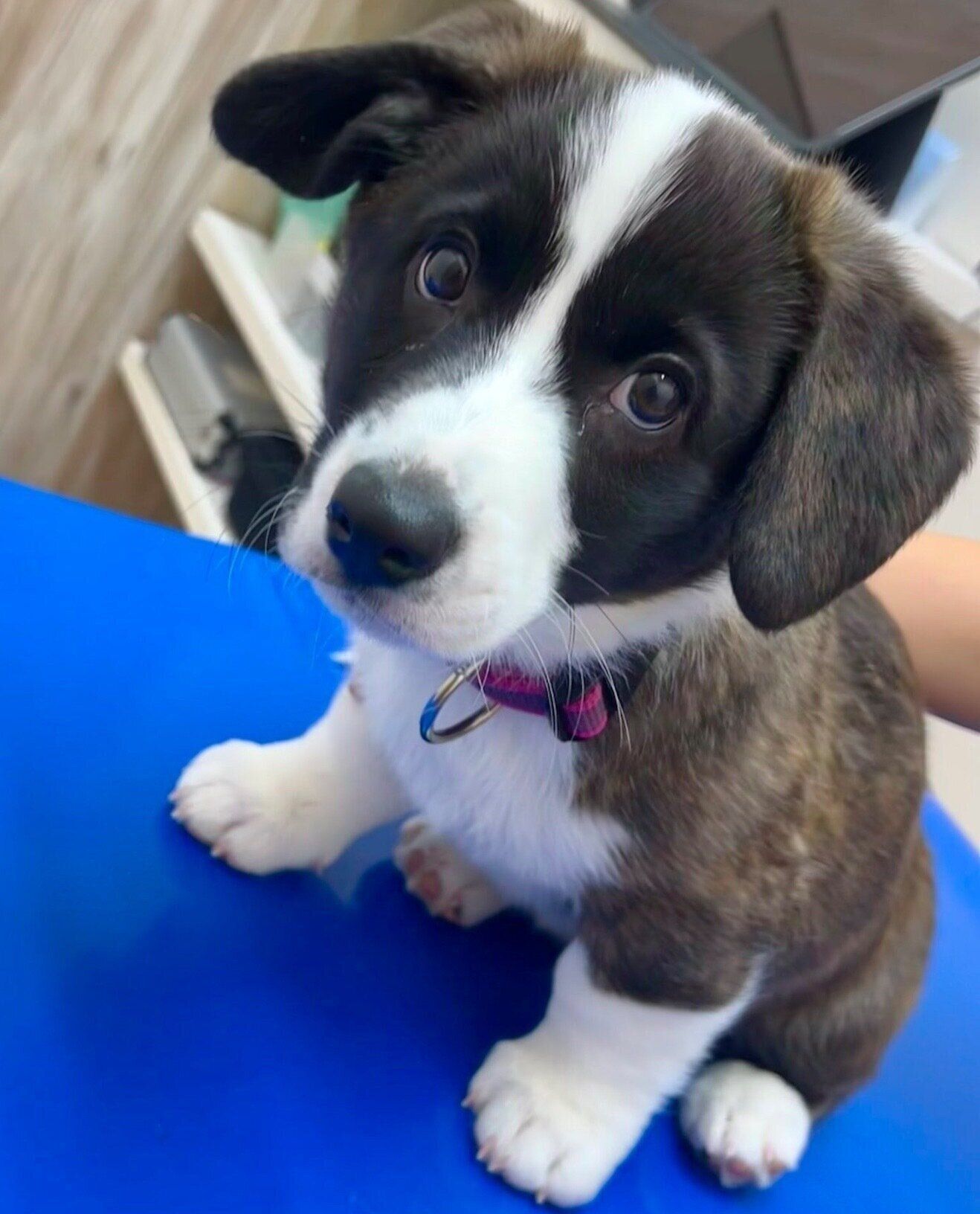 子犬時代のになちゃん