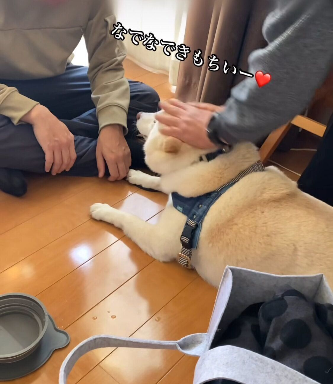 なでてもらうごん太くん