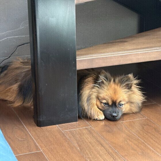 階段下から顔を出すポメラニアン