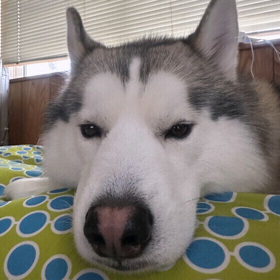 犬に時間の感覚や体内時計はあるの？ 犬の時間の感じ方を獣医師に聞いた いぬのきもち