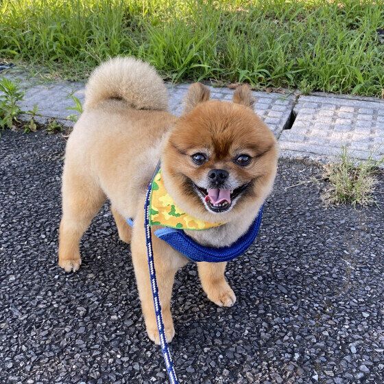 ポメラニアンのここあちゃん♪