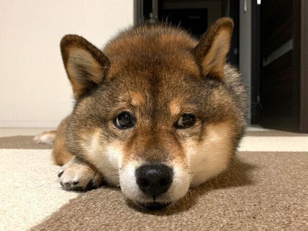 くつろぐ花ちゃん