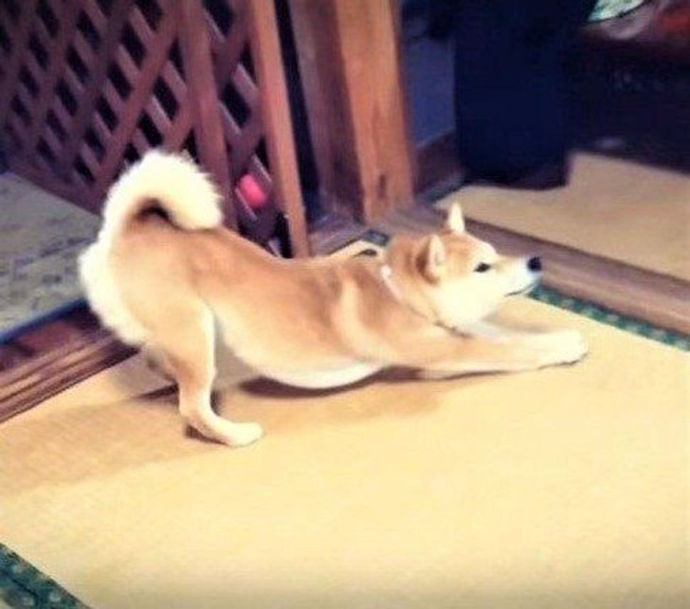 早起きしてみたものの あくびと伸びを繰り返す柴犬が いぬのきもちweb Magazine 早起きしてみたものの あくびと伸びを繰り返す柴犬が いぬのきもちweb Magazine