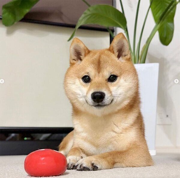 見つめるのんちゃん