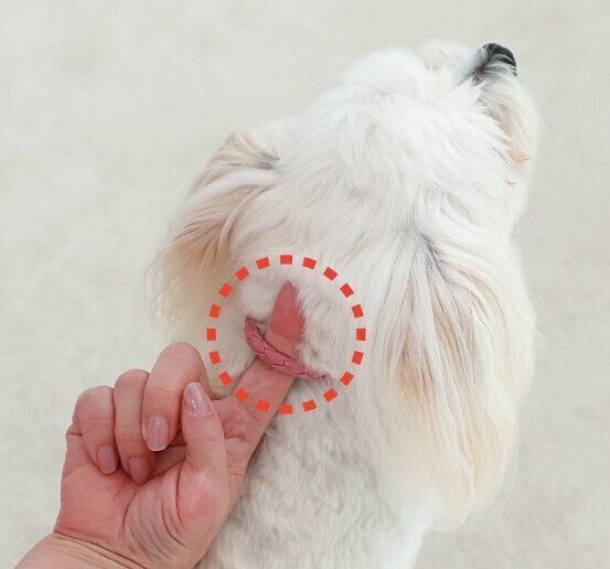 指1～2本分のゆとりをもってつける