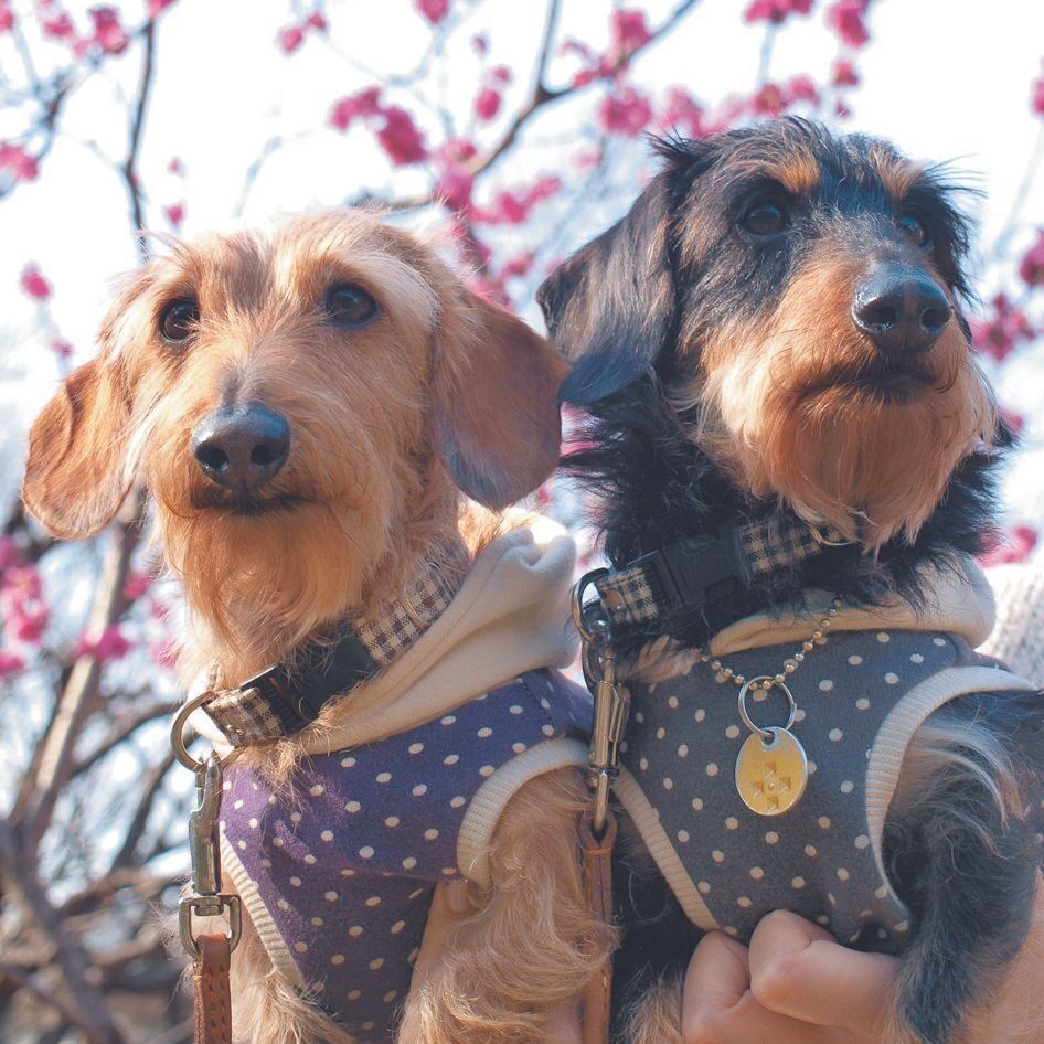 写真協力／長澤祐子