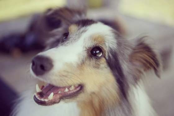 シェットランド・シープドッグ