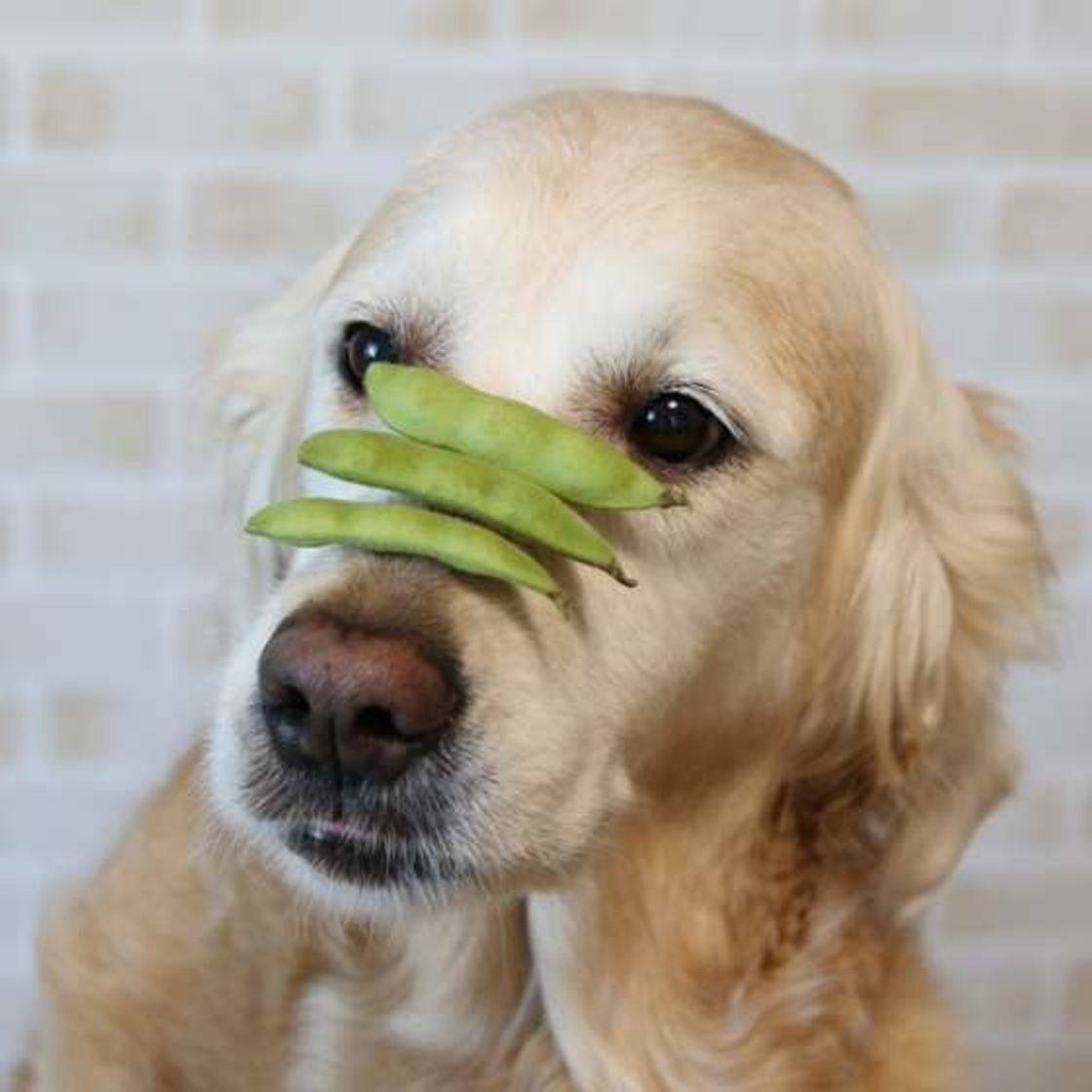 犬に枝豆を与えてもいいの 枝豆を与える際の注意点も いぬのきもちweb Magazine 犬に枝豆を与えてもいいの 枝豆を与える際の注意点も いぬのきもちweb Magazine