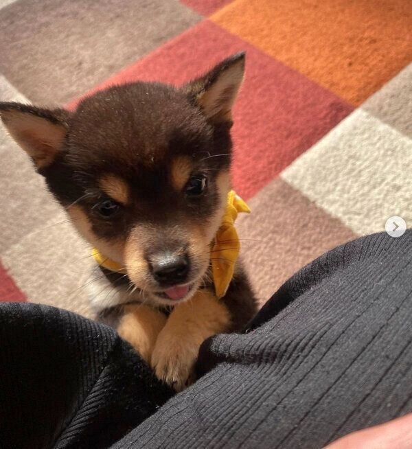 スイカを見つめるこたのすけくん