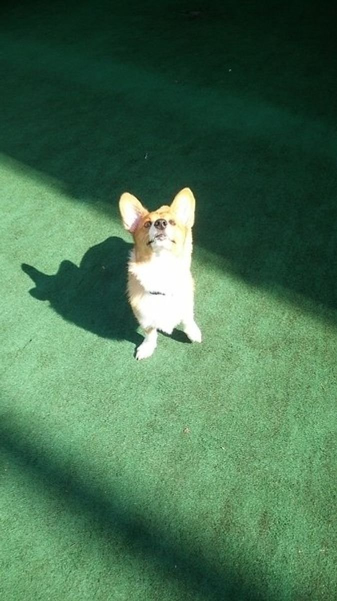 愛犬が葉っぱやつむじ風を追いかけるのはなぜ 犬の驚くべき身体能力に迫る いぬのきもちweb Magazine 愛犬が葉っぱやつむじ風を追いかけるのはなぜ 犬の驚くべき身体能力に迫る いぬのきもちweb Magazine