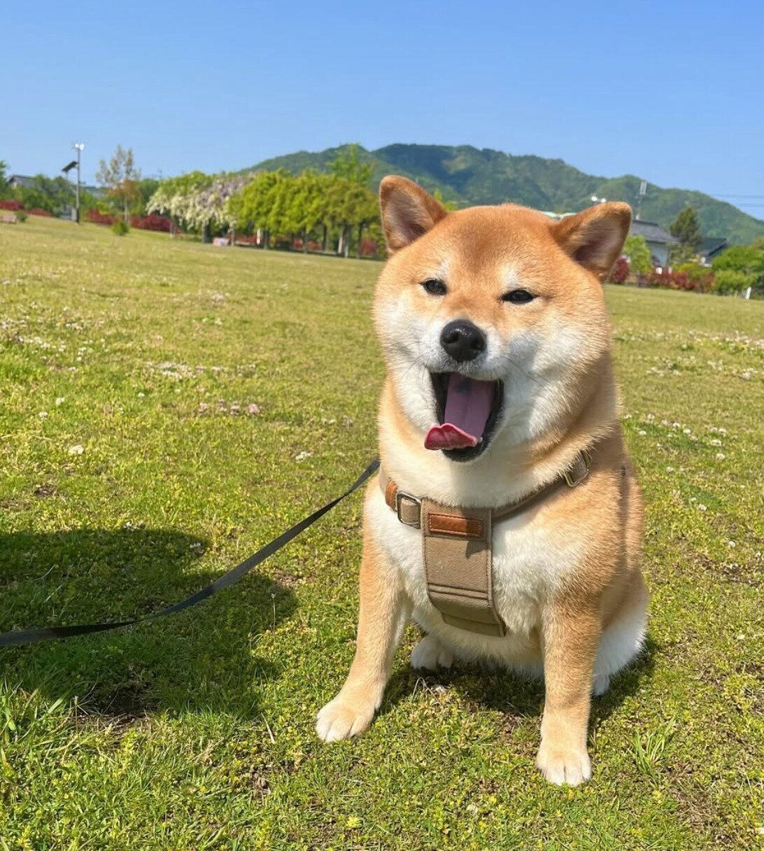 散歩を楽しむうにちゃん