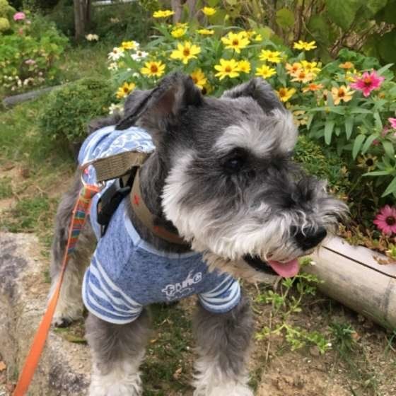 散歩するミニチュア・シュナウザー