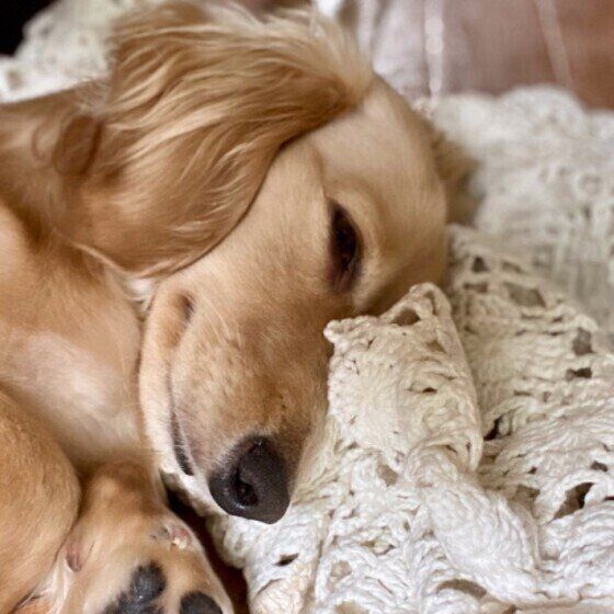 ミニチュア・ダックスフンドのパンくん