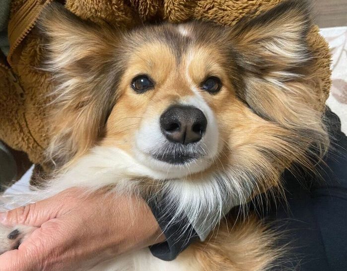 「レッサーパンダ」のように見えるうりちゃん