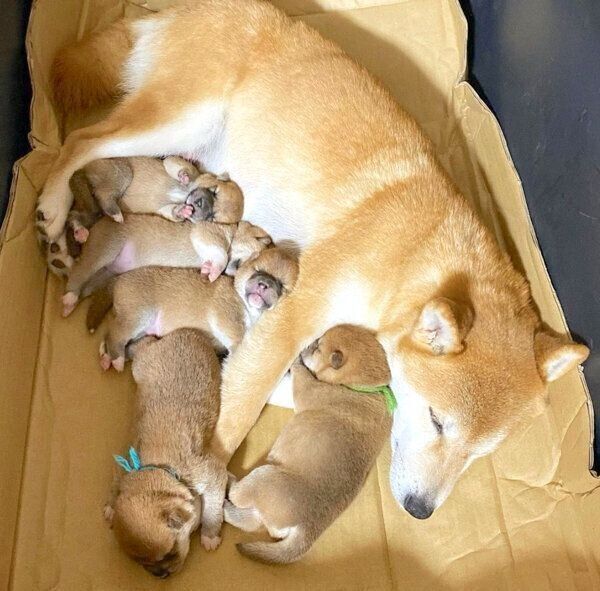 気持ちよさそうに眠るrinちゃんと子犬たち